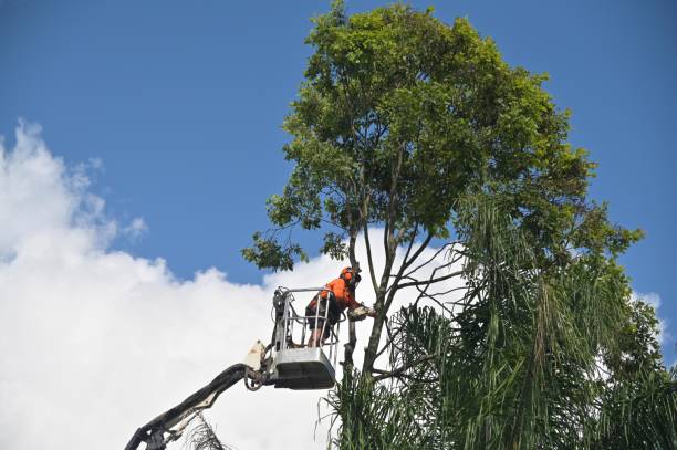 Best Emergency Tree Removal  in USA